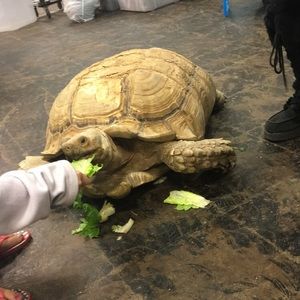 Meet your Posher, Julie